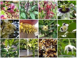 Daun tanaman air mata pengantin berbentuk hati, dan terkadang. Belajar Bunga Kesukaan Kelulut Banyak Makanan Lebah Kelulut Adalah Pokok Bunga Air Mata Pengantin Ide Berkebun Bunga Tanaman
