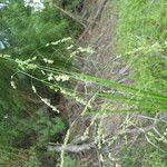 Image result for Steinchisma