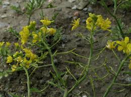 Image result for Rorippa nudiuscula