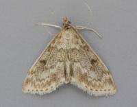 Image result for Anania perlucidalis