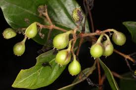 Image result for Crossopteryx