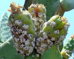 Résultat de recherche d'images pour "scale insects"