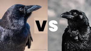 There are many different species of crows and ravens. Crows Vs Ravens They Are Not The Same Birds Advice