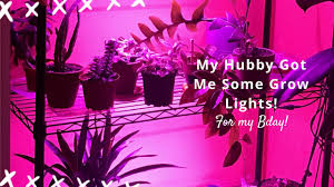 Designed with exclusive spectrum, low heat control and high ppfd,which can provide all useful light for plant needed and enjoy the harvest all year around. All My Growlights And Ygrow Lights Unboxing Youtube