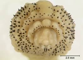 We did not find results for: Larva Human Botfly Ulat Parasit Yang Hidup Menumpang Di Bawah Lapisan Kulit Anda Iluminasi