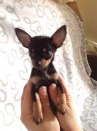 Standing brown and black chihuahua puppy, isolated. Black Chihuahua Dog Breed Information Pettime