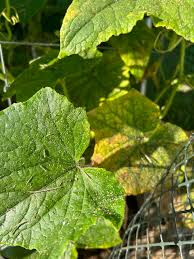 Image result for whitefly in cucumber