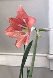 Found today at the canadian tire at heartland town centre in mississauga. Mel Allen S Letter From Dublin Signs Of The Times New England Today