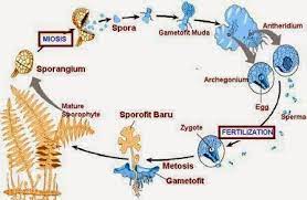 See full list on learniseasy.com Metagenesis Tumbuhan Paku Dan Lumut