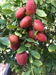 Water lime trees once or twice a week during the growing season so the soil stays moist to a depth of 6. Best Time To Plant Tropical Fruit Baileys Fertilisers Baileys Fertilisers