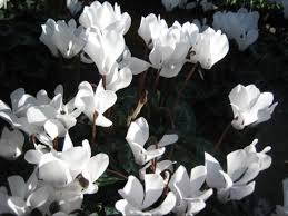 Cuba peso fuerte, duro de plata. Planta Liliacea De Jardin De Flores Blancas Y Hermosas
