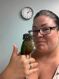 Lost green check conure in Third Ave, Campsie