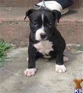 Blue nose pitbull puppies for sale pittsburgh. American Pit Bull Puppies For Sale In Pennsylvania