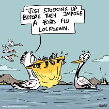India has begun culling tens of thousands of poultry birds after avian influenza was detected in ducks, crows and wild geese in at least a dozen locations across the country. Green Humour Bird Flu 2021