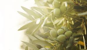 New Board Representatives at the Olive Oil Commission of California