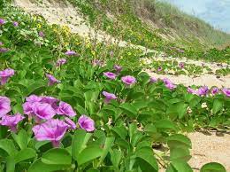 Beach Morning Glory Ipomoea Imperati High Salt Tolerance Long Lived Perennial Grows 5 Feet Tall And 30 Feet W Landscape Ground Cover Plants Flagler Beach