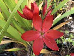 Image result for Hesperantha
