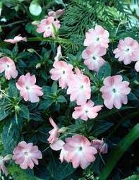 How To Take Care Of Vinca Flowers Vinca Vine Ground Cover Plants