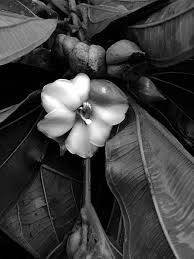 Image result for Warneckea cordiformis