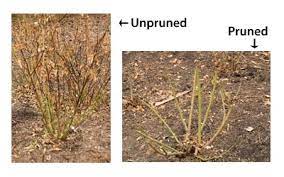 Cut back to live wood (usually looks green on the outside). Pruning Our Rose Garden University Of Illinois Extension