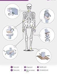 How Many Types Of Joints Are There