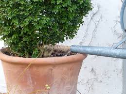 We did not find results for: Arroser Le Jardin Et Les Plantes En Pot En Hiver Les Bons Gestes