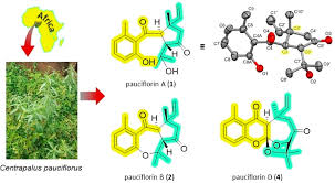 Image result for Bothriocline inyangana
