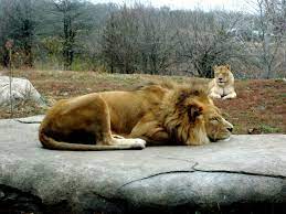 Lion At The Kansas City Zoo Kansas City Zoo City Zoo Zoo