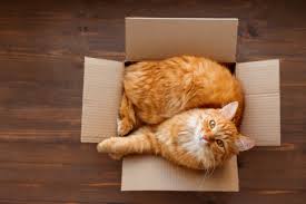 South africa information and requirements for the importation of cats and dogs. Pet Travel To France French Pet Immigration Rules Expatica