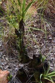 Image result for Xerophyta