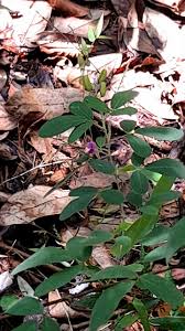 Image result for Pycnospora