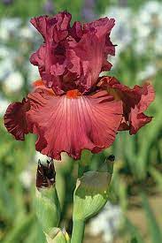 Code Red Tall Bearded Iris Flowers Iris Garden Bearded Iris