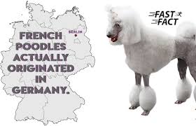 Check spelling or type a new query. 31 Interesting Facts About Poodles Ohfact