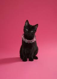 Black Kitten Wearing Jewelled Necklace By Peety Cooper Black Kitten Cats Black Cat Lover