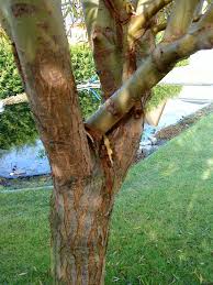 Le salix alba tristis, de culture facile, pousse dans tout sol frais, voire humide, assez lourd, riche, de préférence non calcaire en situation ensoleillée. Trauerweide Salix Babylonica Var Pekinense Pendula Baumkunde Forum