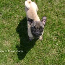 Offering pug puppies for sale & high quality pets care! Puppyfind Find The Perfect Pug In Penrose