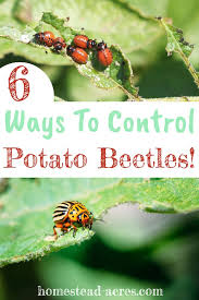 Garden grade diatomaceous earth, a fine silica powder made from the fossilized shells of algae, effectively kills potato bugs, is safe for humans and pets, and is easy to use. How To Get Rid Of Colorado Potato Beetles Homestead Acres