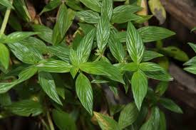 Image result for Hexasepalum sarmentosum