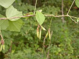 Image result for Amphicarpaea africana