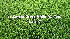 It's easy to grow and needs less maintenance. Is Zoysia Grass Right For My Lawn Massey Services Inc