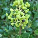 Image result for Olea capensis