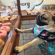 Doug The Pug Itsdougthepug Twitter Pugs Funny Doug The Pug Pugs