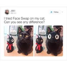 Out of all animals on the planet, there is no other creature linked to the internet memes world more than felines. Cat Memes Clean Memes Cat Memes Clean Cat Memes Animal Memes