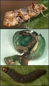 Image result for Lobesia botrana grapevine