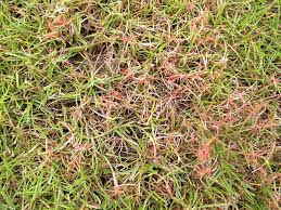 Red Thread Grass Lawn Fungus Lawn Care Lawn Maintenance Fungi