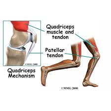 Point of origin and insertion 2. Quadriceps Tendonitis Richmond Va Knee Surgery Richmond