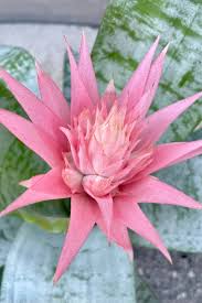 Image result for Aechmea