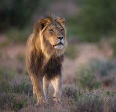 Beautiful Wildlife Kalahari Lion By Mark Dumbleton Faint Dawn Sunlight Illuminates A Young Male Lion Walking Through The Arid Land Lions Photos Big Cats Lion