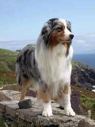 Read our australian shepherd buying advice page for information on this dog breed. Australian Shepherd Dog Breed Guide Preloved Uk