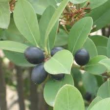 Image result for Acokanthera schimperi